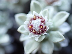 Ewartia nubigena