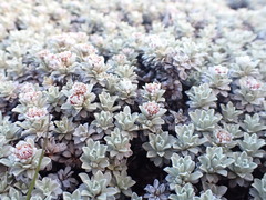 Ewartia nubigena