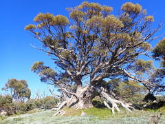 Eucalyptus pauciflora