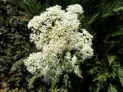 Aciphylla glacialis