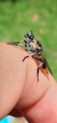 Andrenosomatini