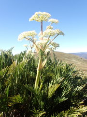 Aciphylla glacialis