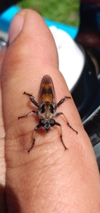 Andrenosomatini