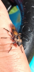 Andrenosomatini