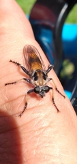 Andrenosomatini