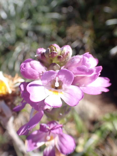 Image of Euphrasia crassiuscula by (c) Nina Kerr, some rights reserved (CC BY)