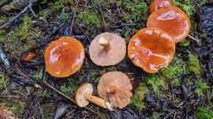Lactarius substriatus