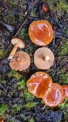 Lactarius substriatus