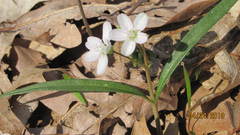 Claytonia virginica