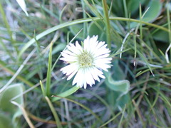 Pappochroma bellidioides