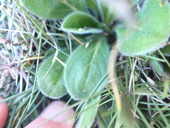 Pappochroma bellidioides