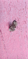 Brachycodilla carmen