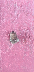 Brachycodilla carmen