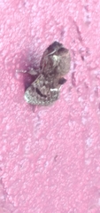 Brachycodilla carmen