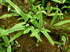 Nephrolepis flexuosa