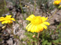 Senecio pinnatifolius alpinus