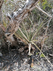 Tillandsia huamelulaensis