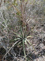 Tillandsia huamelulaensis