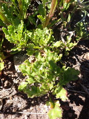 Senecio pinnatifolius alpinus