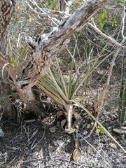 Tillandsia huamelulaensis