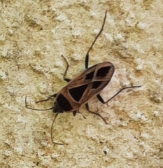 Xanthochilus quadratus