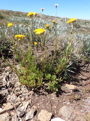 Senecio pinnatifolius alpinus