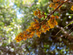 Trichocentrum pumilum