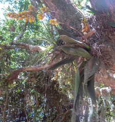 Trichocentrum pumilum