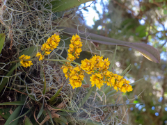 Trichocentrum pumilum