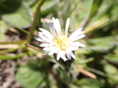 Pappochroma bellidioides