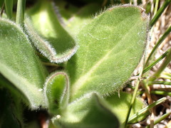 Pappochroma bellidioides