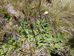 Pappochroma bellidioides