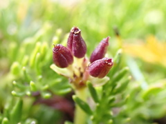 Chaerophyllum pulvinificum