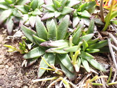 Plantago glacialis