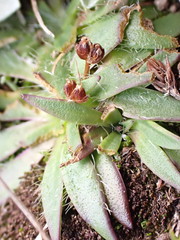 Plantago glacialis