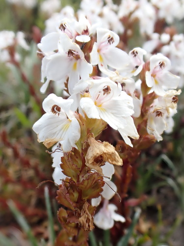 Image of Euphrasia crassiuscula by (c) Nina Kerr, some rights reserved (CC BY)