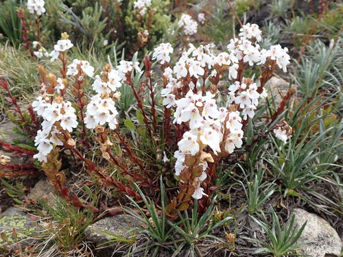 Image of Euphrasia crassiuscula by (c) Nina Kerr, some rights reserved (CC BY)