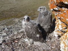 Gyrfalcon photo 2