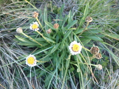 Brachyscome scapigera