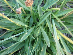 Brachyscome scapigera