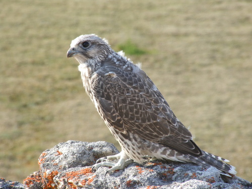 Gyrfalcon