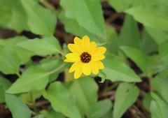 Helianthus debilis image