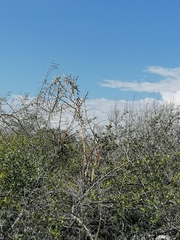 Tillandsia huamelulaensis