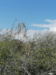 Tillandsia huamelulaensis