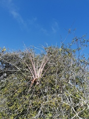 Tillandsia huamelulaensis