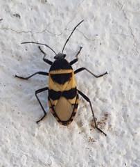 Largus fasciatus