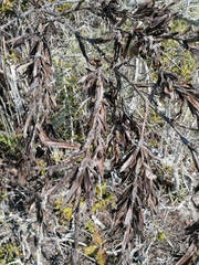Tillandsia huamelulaensis