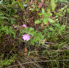 Epilobium hirsutum