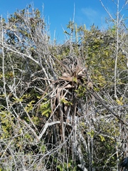 Tillandsia huamelulaensis