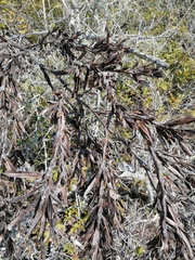 Tillandsia huamelulaensis